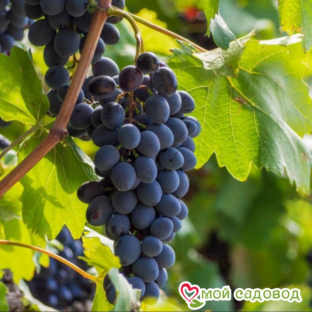 Ароматный и сладкий виноград «Августа»