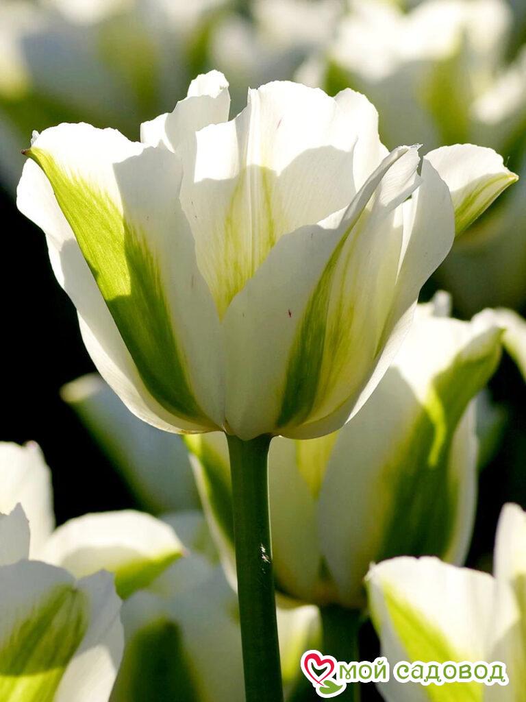 Тюльпан зеленоцветный Уайт Спринг Грин
