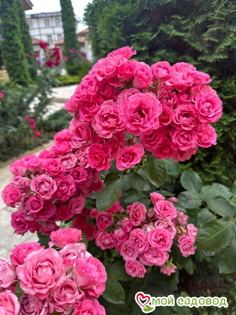 Роза Спрей розовый