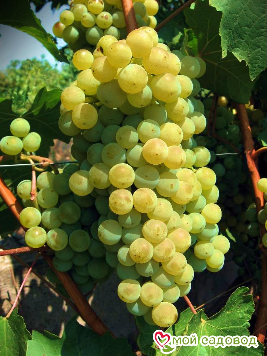 Виноград плодовый Марсианин
