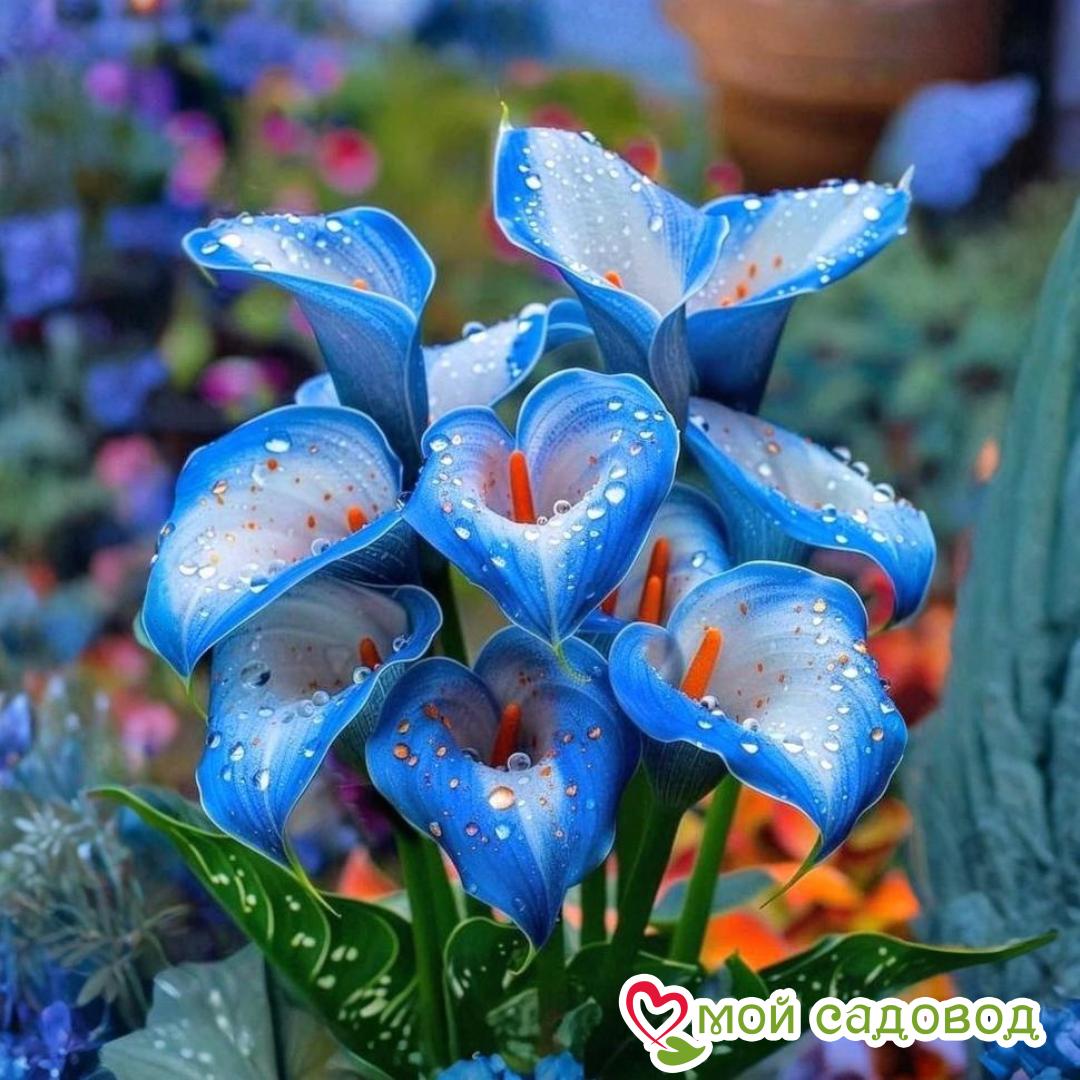 Калла Портрейт